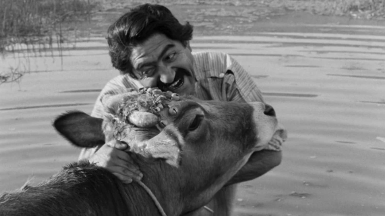 فیلم گاو؛ اثری از داریوش مهرجویی در موج نوی سینمای ایران